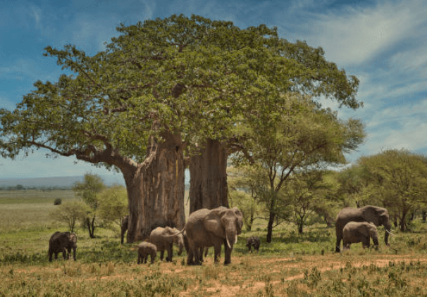 Tarangire National Park,Tanzania