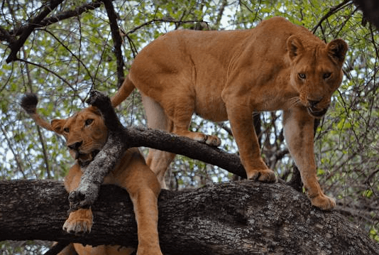 Tree Climbing Lions