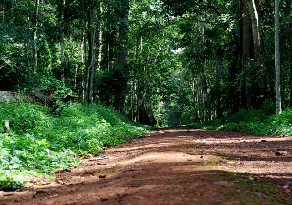 Budongo Forest Reserve, Eco Tourism Uganda