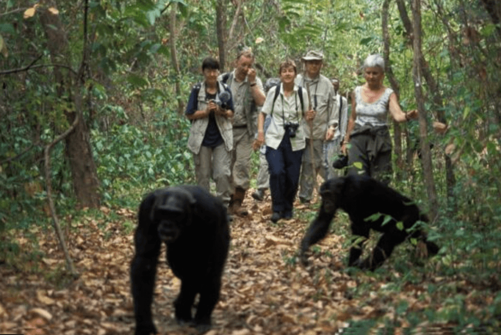 Chimpanzee Tracking Permits in Uganda