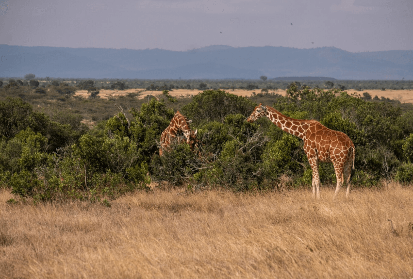 PainUpe Game Reserve