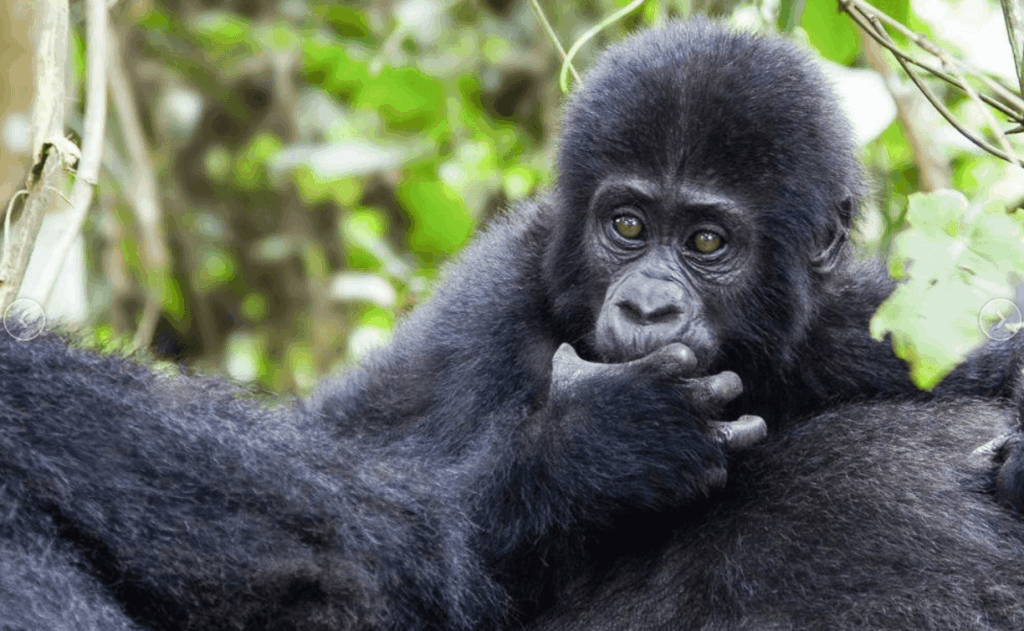 reasons why gorilla trekking is only one hour